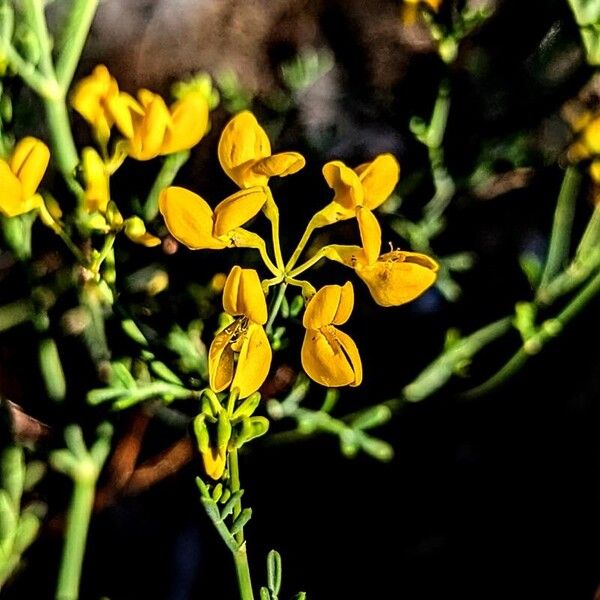 Coronilla juncea Цветок