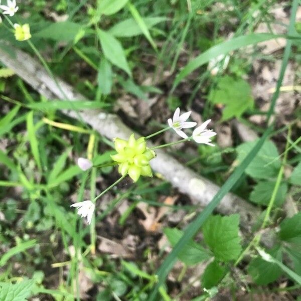 Allium canadense Fleur