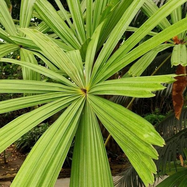 Licuala rumphii Leaf