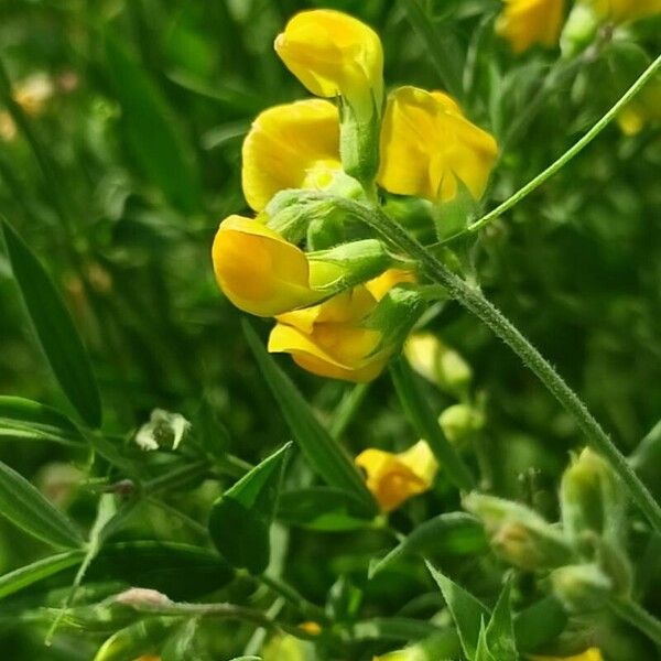 Lathyrus pratensis Çiçek