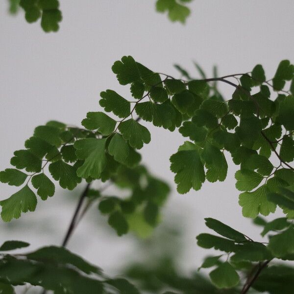 Adiantum raddianum Leaf