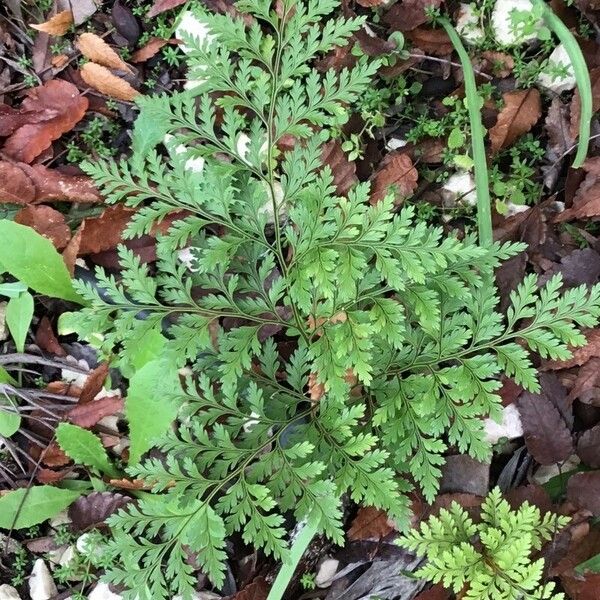 Davallia canariensis Leaf