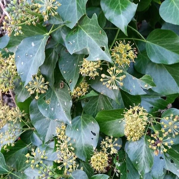 Hedera colchica Frunză