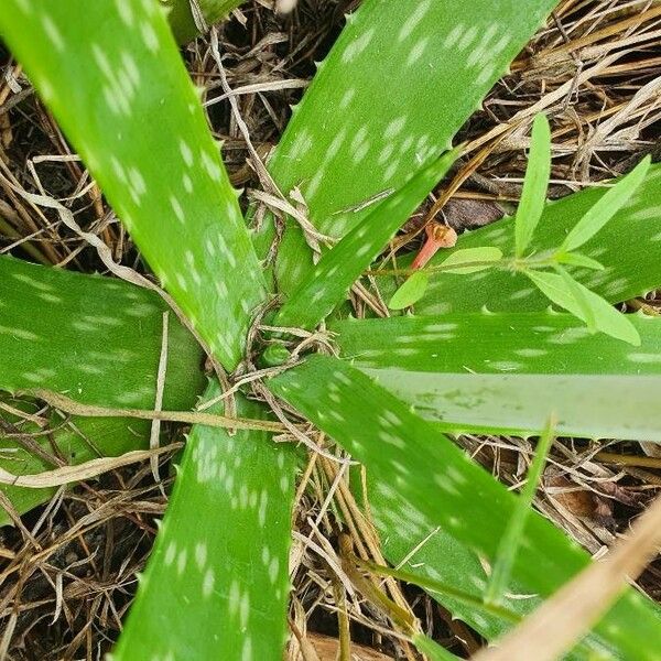 Aloe amudatensis Feuille