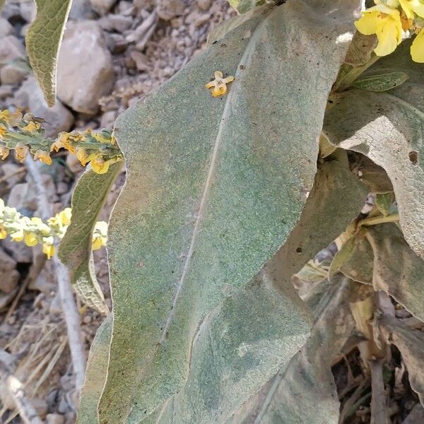 Verbascum pulverulentum Lehti