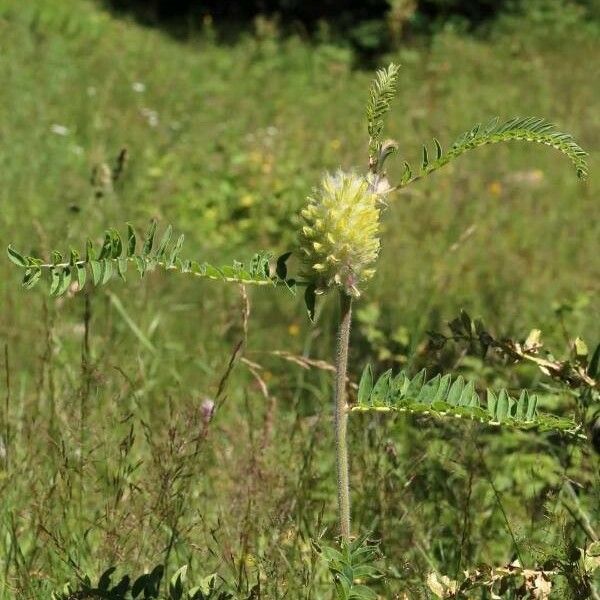 Astragalus alopecurus عادت داشتن