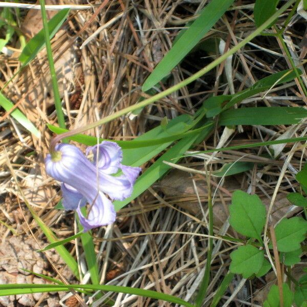 Clematis crispa Flor