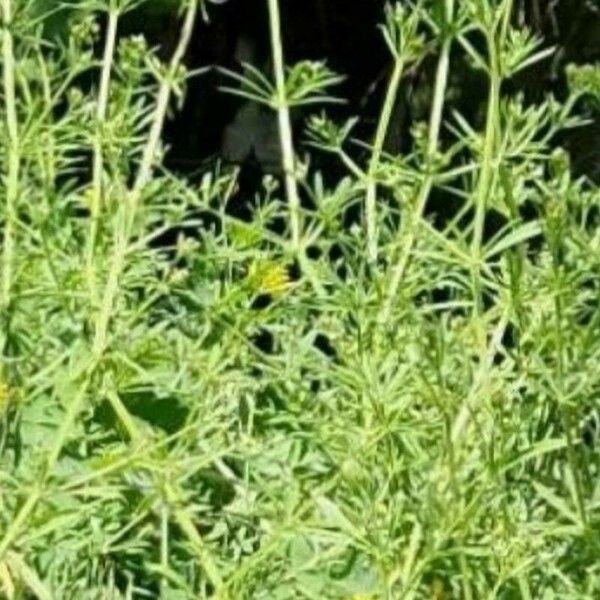 Galium aparine Blatt