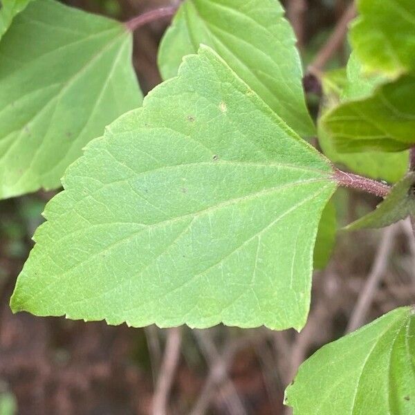 Ageratina adenophora ഇല