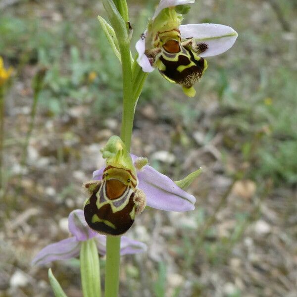 Ophrys apifera Flower