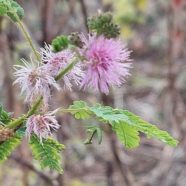 Mimosa pigra 花