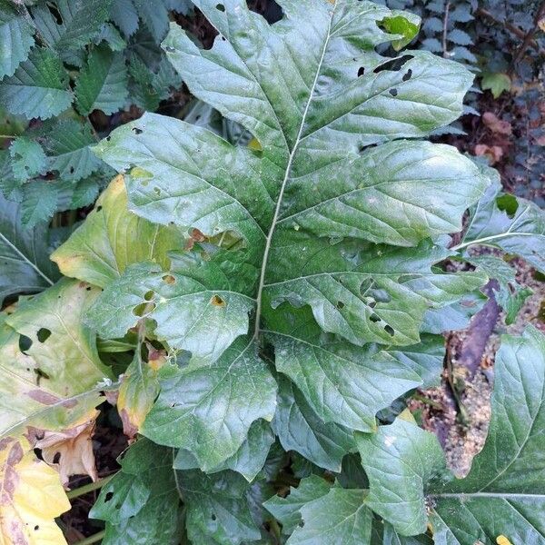 Acanthus spinosus 葉