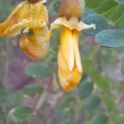 Colutea arborescens Õis