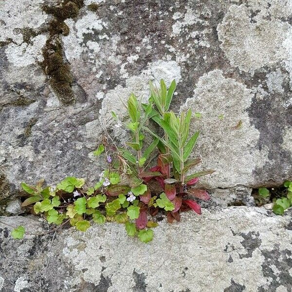 Epilobium parviflorum Yeri