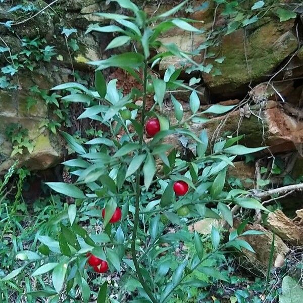 Ruscus aculeatus 果実