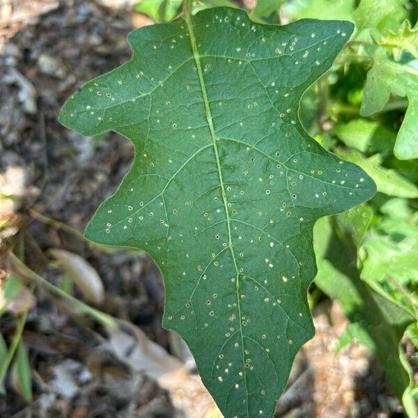 Solanum carolinense Fulla