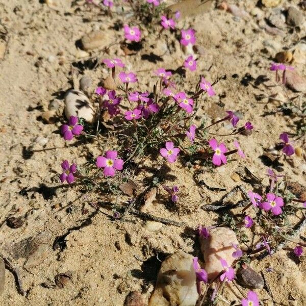 Marcus-kochia triloba Flor