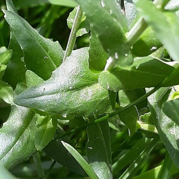 Lepidium campestre Lapas