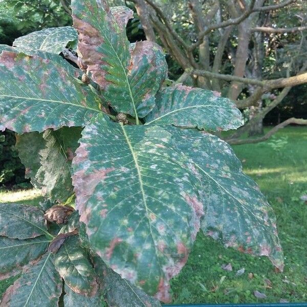 Quercus pontica Blatt