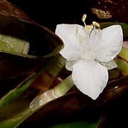 Tradescantia spathacea Flower