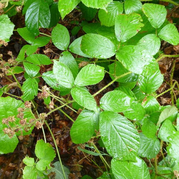 Rubus koehleri Altres