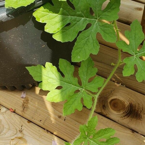 Citrullus lanatus Leaf