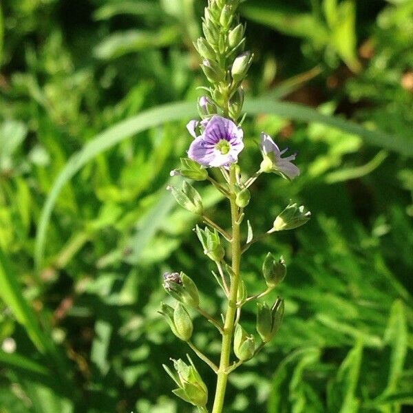 Veronica anagallis-aquatica Floro