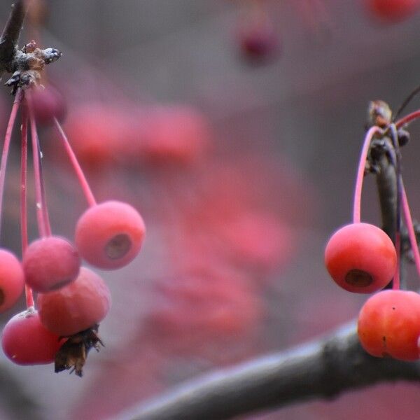 Malus baccata Meyve