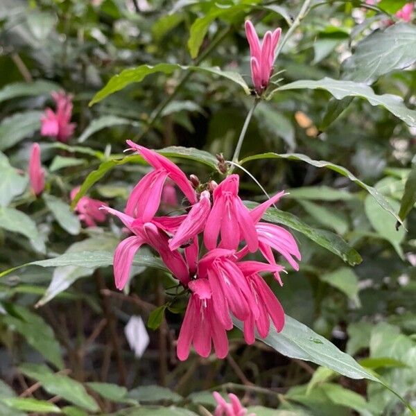 Justicia brasiliana Blüte