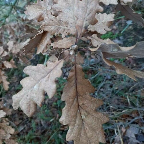 Quercus robur Лист