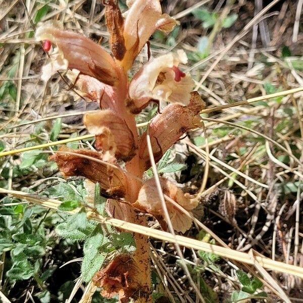 Orobanche alba Blomma