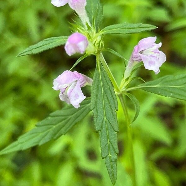 Galeopsis ladanum Цвят