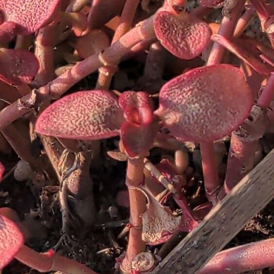 Crassula multicava Лист