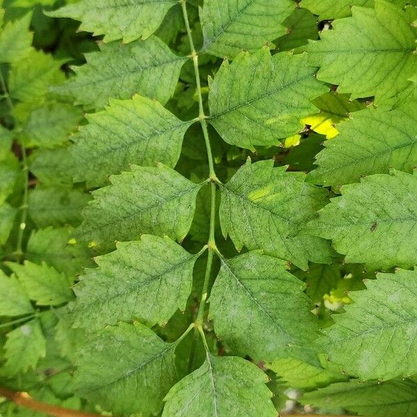 Campsis radicans Folio