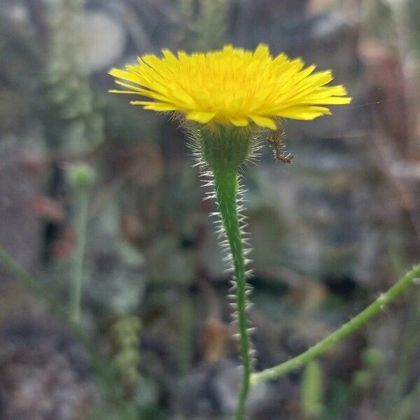 Hypochaeris achyrophorus Flower