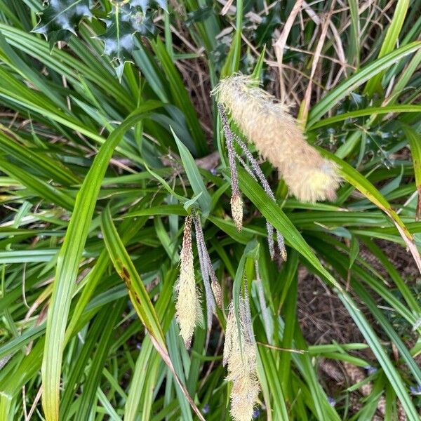 Carex acutiformis ফুল