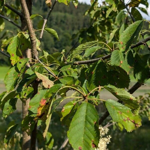 Prunus cerasus Leaf