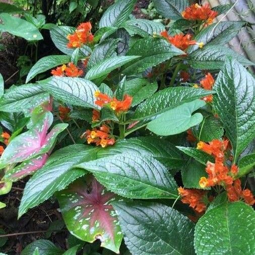 Chrysothemis pulchella Fulla