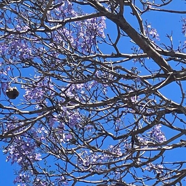 Jacaranda mimosifolia Blüte