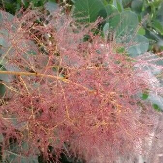 Cotinus coggygria ফুল