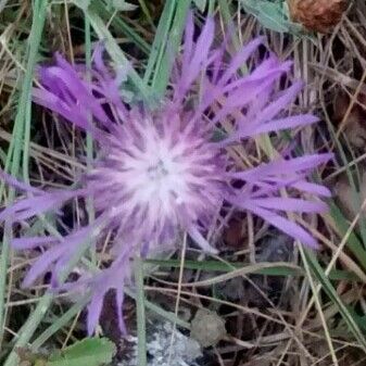 Centaurea jacea Blüte