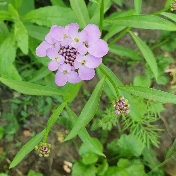 Iberis umbellata Кветка