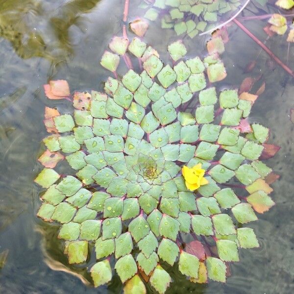 Ludwigia sedoides عادت