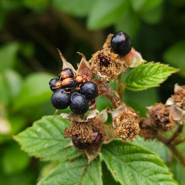 Rubus fruticosus 果実