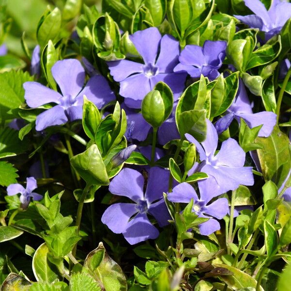 Vinca minor Flor