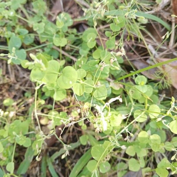 Drymaria cordata Leaf