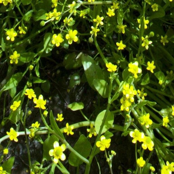 Ranunculus ophioglossifolius Květ