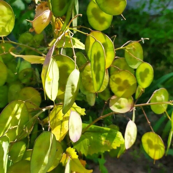 Lunaria annua Lapas