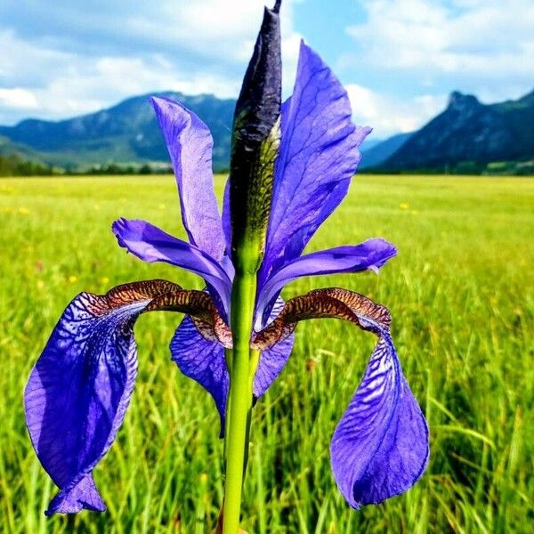 Iris sibirica Flors