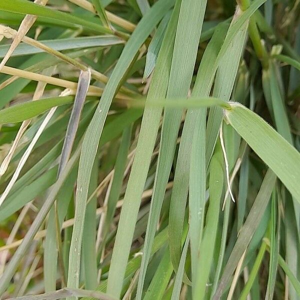 Calamagrostis pseudophragmites برگ